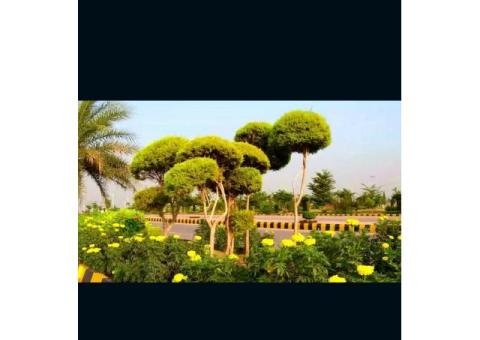 Top City G Block 5 Marla Plot On Investor Rate - 1/3